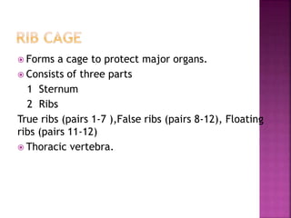  Forms a cage to protect major organs.
 Consists of three parts
1 Sternum
2 Ribs
True ribs (pairs 1-7 ),False ribs (pairs 8-12), Floating
ribs (pairs 11-12)
 Thoracic vertebra.
 