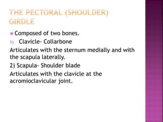  Composed of two bones.
1) Clavicle- Collarbone
Articulates with the sternum medially and with
the scapula laterally.
2) Scapula- Shoulder blade
Articulates with the clavicle at the
acromioclavicular joint.
 