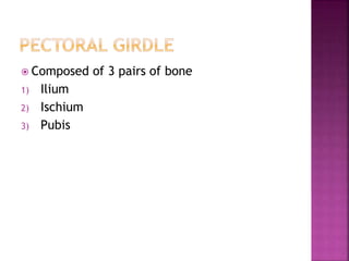  Composed of 3 pairs of bone
1) Ilium
2) Ischium
3) Pubis
 