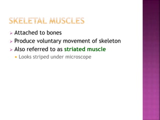  Attached to bones
 Produce voluntary movement of skeleton
 Also referred to as striated muscle
 Looks striped under microscope
 