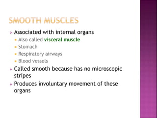  Associated with internal organs
 Also called visceral muscle
 Stomach
 Respiratory airways
 Blood vessels
 Called smooth because has no microscopic
stripes
 Produces involuntary movement of these
organs
 