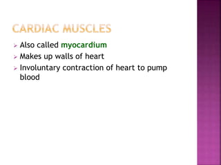  Also called myocardium
 Makes up walls of heart
 Involuntary contraction of heart to pump
blood
 