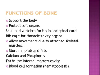  Support the body
 Protect soft organs
Skull and vertebra for brain and spinal cord
Rib cage for thoracic cavity organs.
 Allow movements due to attached skeletal
muscles.
 Store minerals and fats
Calcium and Phosphorus
Fat in the internal marrow cavity
 Blood cell formation (hematopoiesis)
 