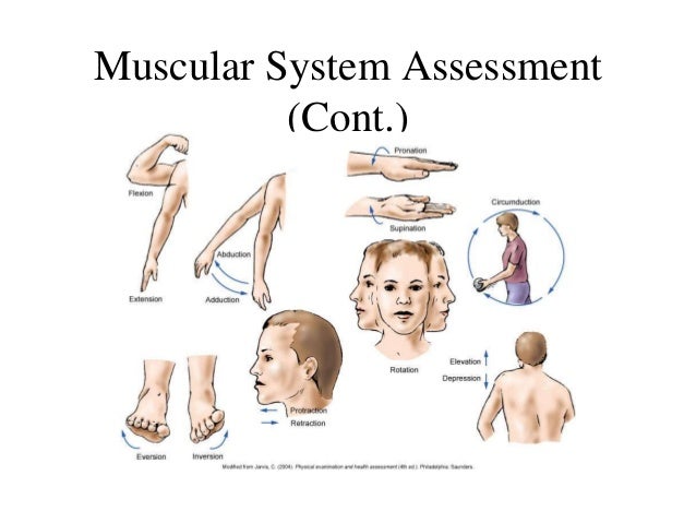 Disadvantages Of The Musculoskeletal System