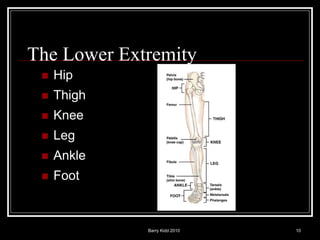 Barry Kidd 2010 10
The Lower Extremity
 Hip
 Thigh
 Knee
 Leg
 Ankle
 Foot
 