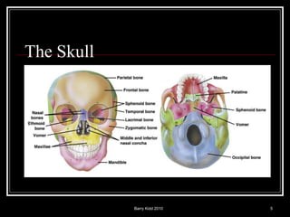 Barry Kidd 2010 5
The Skull
 