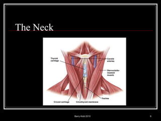 Barry Kidd 2010 6
The Neck
 