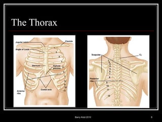 Barry Kidd 2010 8
The Thorax
 