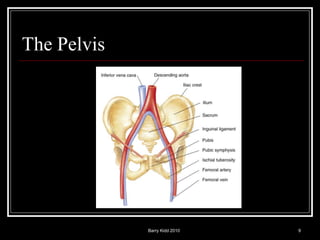 Barry Kidd 2010 9
The Pelvis
 