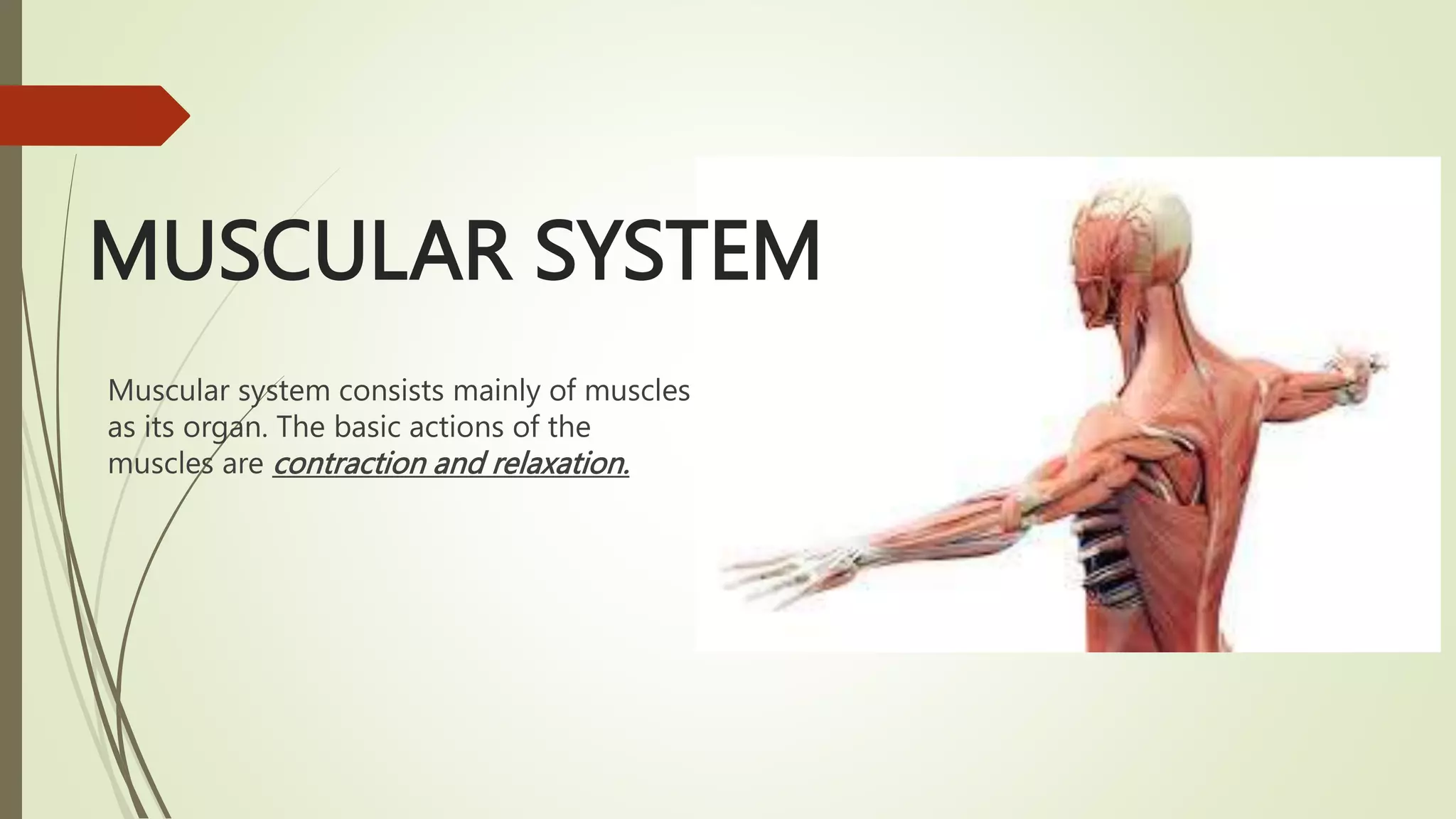 Musculoskeletal system.pptx
