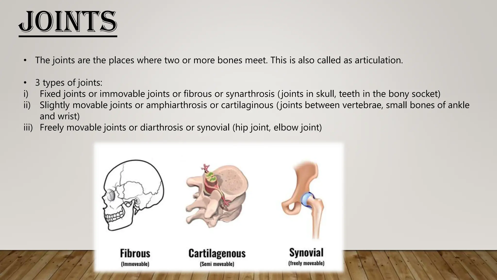 Human Body Musculoskeletal System Pdf
