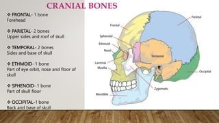  FRONTAL- 1 bone
Forehead
 PARIETAL- 2 bones
Upper sides and roof of skull
 TEMPORAL- 2 bones
Sides and base of skull
 ETHMOID- 1 bone
Part of eye orbit, nose and floor of
skull
 SPHENOID- 1 bone
Part of skull floor
 OCCIPITAL-1 bone
Back and base of skull
CRANIAL BONES
 