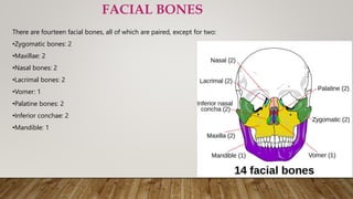 There are fourteen facial bones, all of which are paired, except for two:
•Zygomatic bones: 2
•Maxillae: 2
•Nasal bones: 2
•Lacrimal bones: 2
•Vomer: 1
•Palatine bones: 2
•Inferior conchae: 2
•Mandible: 1
FACIAL BONES
 