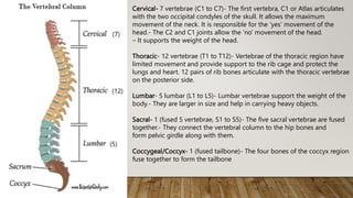 (7)
(12)
(5)
Cervical- 7 vertebrae (C1 to C7)- The first vertebra, C1 or Atlas articulates
with the two occipital condyles of the skull. It allows the maximum
movement of the neck. It is responsible for the ‘yes’ movement of the
head.- The C2 and C1 joints allow the ‘no’ movement of the head.
– It supports the weight of the head.
Thoracic- 12 vertebrae (T1 to T12)- Vertebrae of the thoracic region have
limited movement and provide support to the rib cage and protect the
lungs and heart. 12 pairs of rib bones articulate with the thoracic vertebrae
on the posterior side.
Lumbar- 5 lumbar (L1 to L5)- Lumbar vertebrae support the weight of the
body.- They are larger in size and help in carrying heavy objects.
Sacral- 1 (fused 5 vertebrae, S1 to S5)- The five sacral vertebrae are fused
together.- They connect the vertebral column to the hip bones and
form pelvic girdle along with them.
Coccygeal/Coccyx- 1 (fused tailbone)- The four bones of the coccyx region
fuse together to form the tailbone
 
