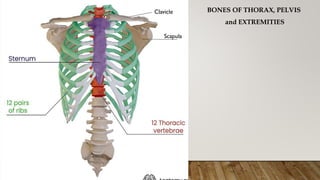 Scapula
Clavicle BONES OF THORAX, PELVIS
and EXTREMITIES
 