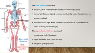 The axial skeleton consists of:
• the skull, which protects the brain and supports facial structure
• the vertebral column (spine), which surrounds and protects the spinal cord and
support the head
• the thoracic (rib cage), which surrounds and protects the organs within the
chest (including heart and lungs)
The appendicular skeleton consists of:
• the pectoral girdle (shoulders):
• upper and lower limbs (arms and legs)
• the pelvic girdle (hip bones)
 