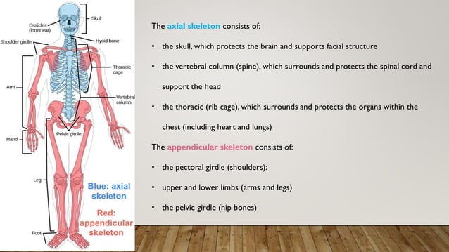 Human Body Musculoskeletal System Pdf