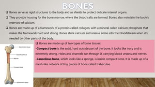  Bones serve as rigid structures to the body and as shields to protect delicate internal organs.
 They provide housing for the bone marrow, where the blood cells are formed. Bones also maintain the body's
reservoir of calcium.
 Bones are made up of a framework of a protein called collagen, with a mineral called calcium phosphate that
makes the framework hard and strong. Bones store calcium and release some into the bloodstream when it's
needed by other parts of the body.
 Bones are made up of two types of bone tissues:
-Compact bone is the solid, hard outside part of the bone. It looks like ivory and is
extremely strong. Holes and channels run through it, carrying blood vessels and nerves.
-Cancellous bone, which looks like a sponge, is inside compact bone. It is made up of a
mesh-like network of tiny pieces of bone called trabeculae.
 
