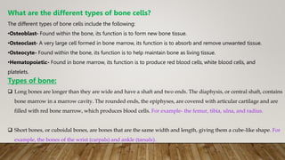 What are the different types of bone cells?
The different types of bone cells include the following:
•Osteoblast- Found within the bone, its function is to form new bone tissue.
•Osteoclast- A very large cell formed in bone marrow, its function is to absorb and remove unwanted tissue.
•Osteocyte- Found within the bone, its function is to help maintain bone as living tissue.
•Hematopoietic- Found in bone marrow, its function is to produce red blood cells, white blood cells, and
platelets.
Types of bone:
 Long bones are longer than they are wide and have a shaft and two ends. The diaphysis, or central shaft, contains
bone marrow in a marrow cavity. The rounded ends, the epiphyses, are covered with articular cartilage and are
filled with red bone marrow, which produces blood cells. For example- the femur, tibia, ulna, and radius.
 Short bones, or cuboidal bones, are bones that are the same width and length, giving them a cube-like shape. For
example, the bones of the wrist (carpals) and ankle (tarsals).
 