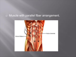 Parallel Musce musculo skeletal system .pdf for nurses doctor and pharmacist and also ...