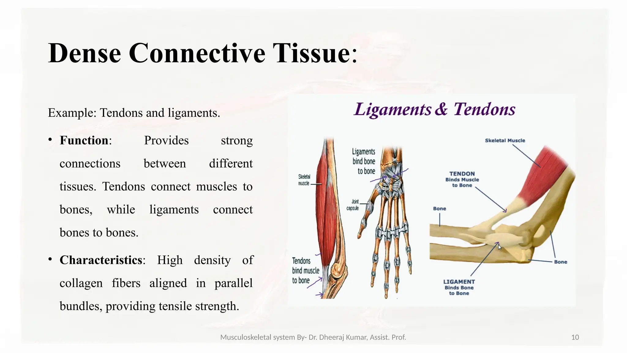 Musculoskeletal systemIt is composed of bones, muscles, connective ...