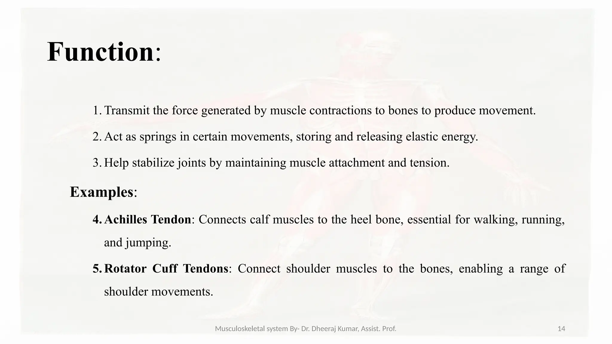 Musculoskeletal systemIt is composed of bones, muscles, connective ...