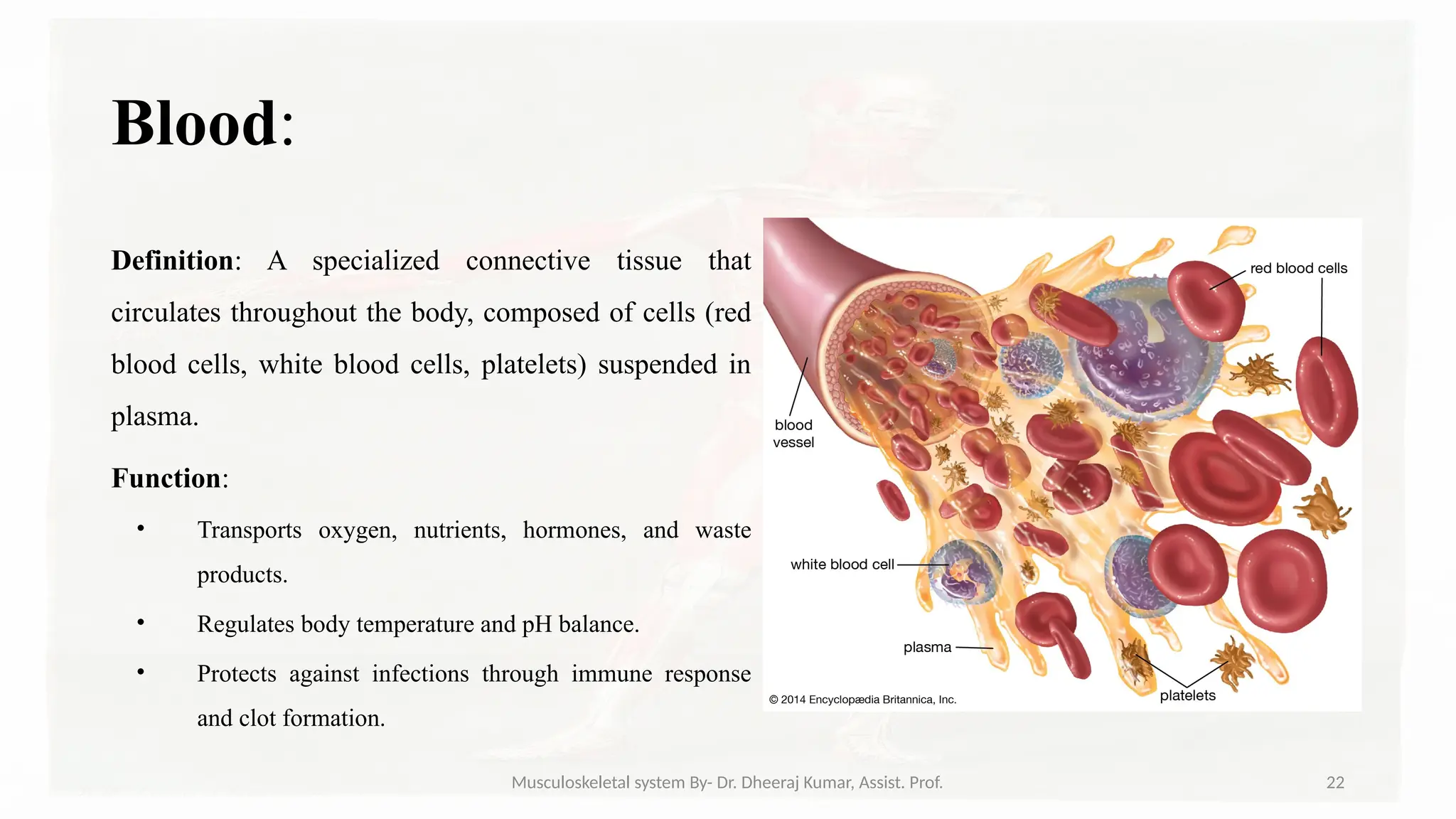 Musculoskeletal systemIt is composed of bones, muscles, connective ...
