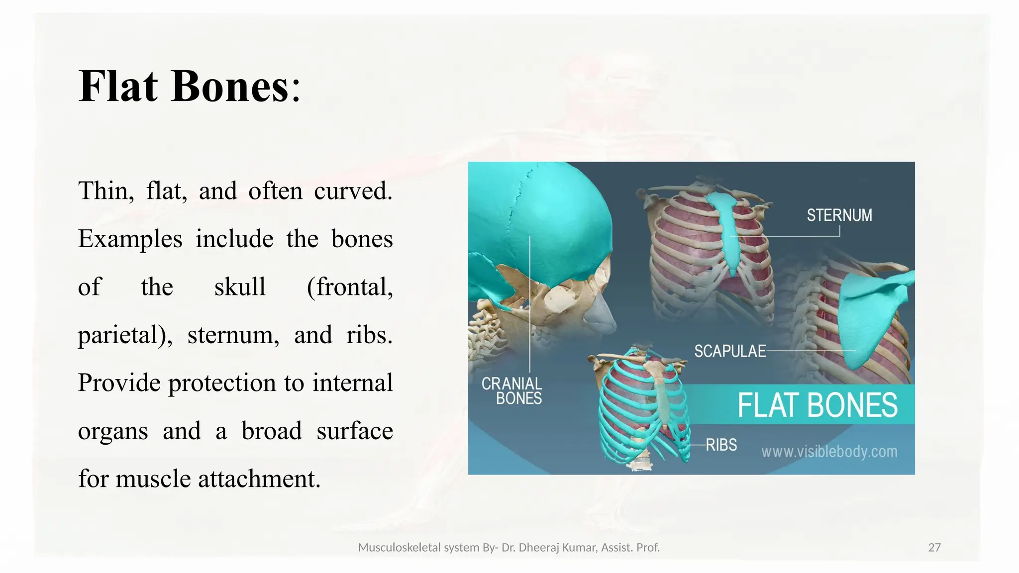 Musculoskeletal systemIt is composed of bones, muscles, connective ...