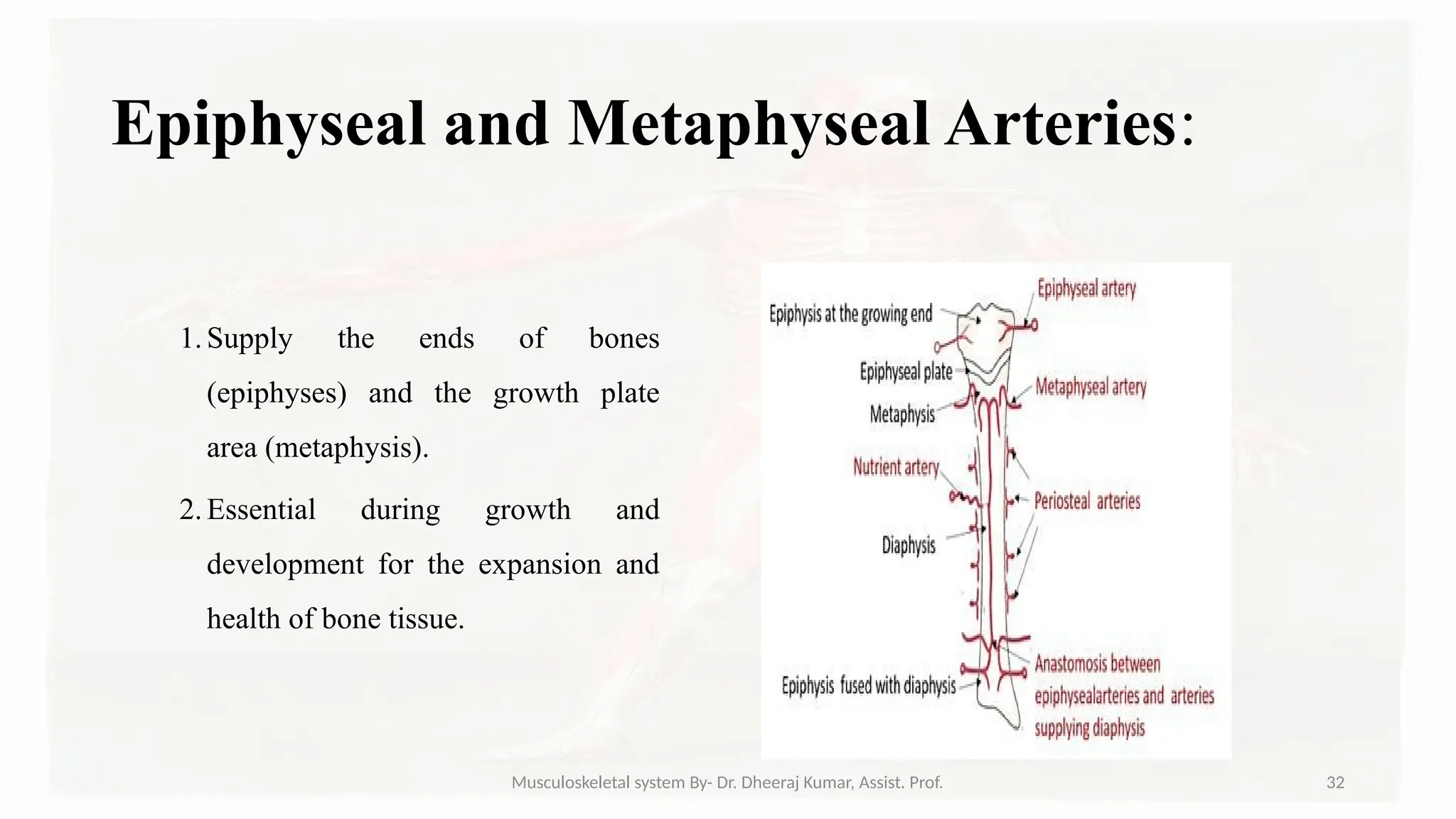 Musculoskeletal systemIt is composed of bones, muscles, connective ...