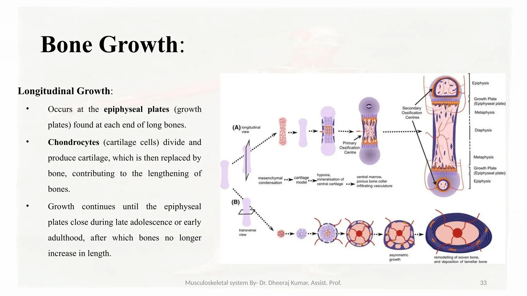 Musculoskeletal systemIt is composed of bones, muscles, connective ...