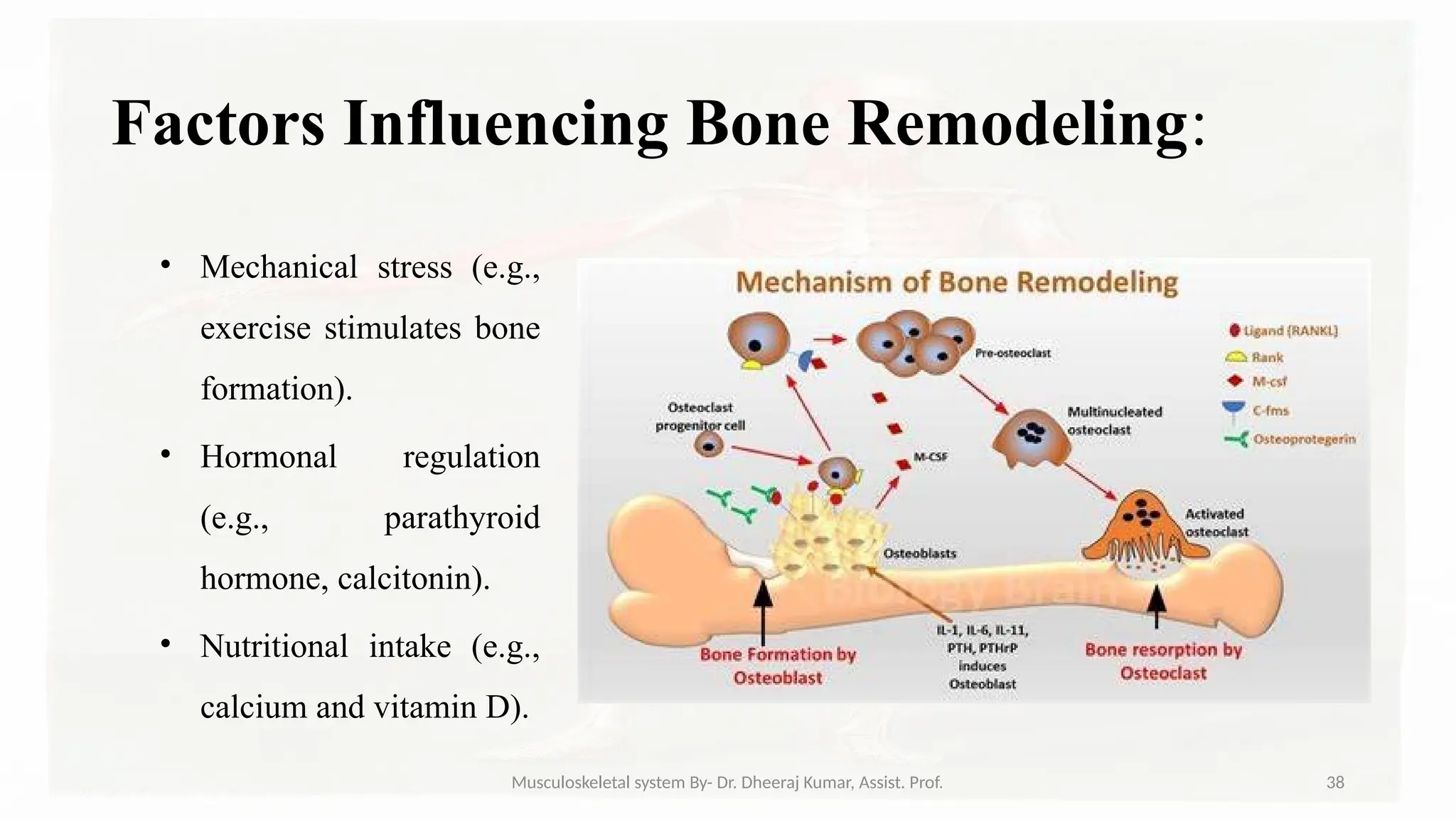 Musculoskeletal systemIt is composed of bones, muscles, connective ...