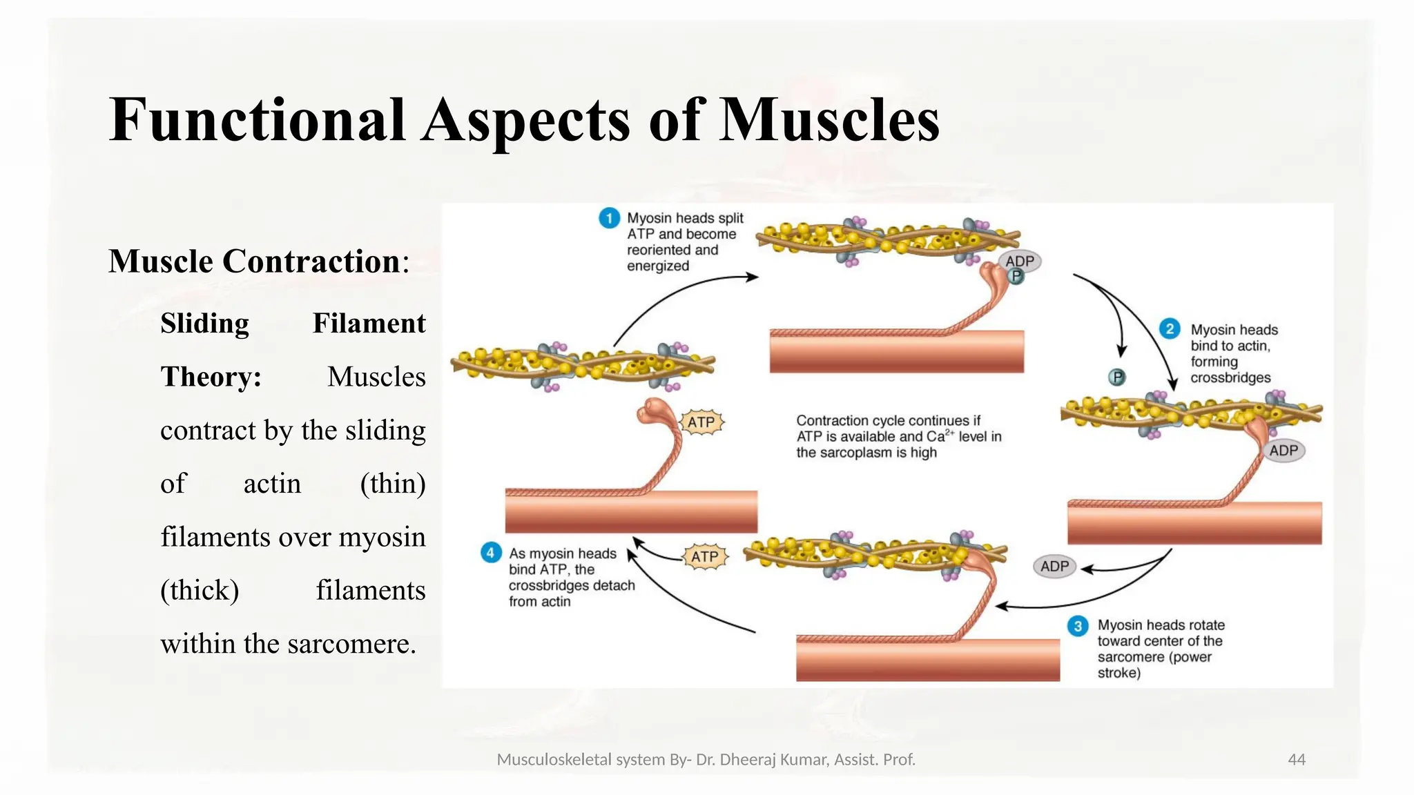 Musculoskeletal systemIt is composed of bones, muscles, connective ...