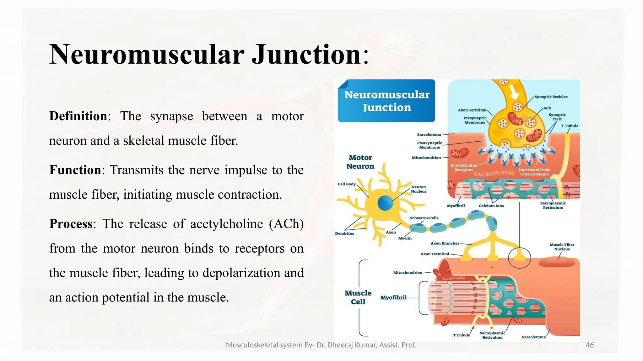 Musculoskeletal systemIt is composed of bones, muscles, connective ...