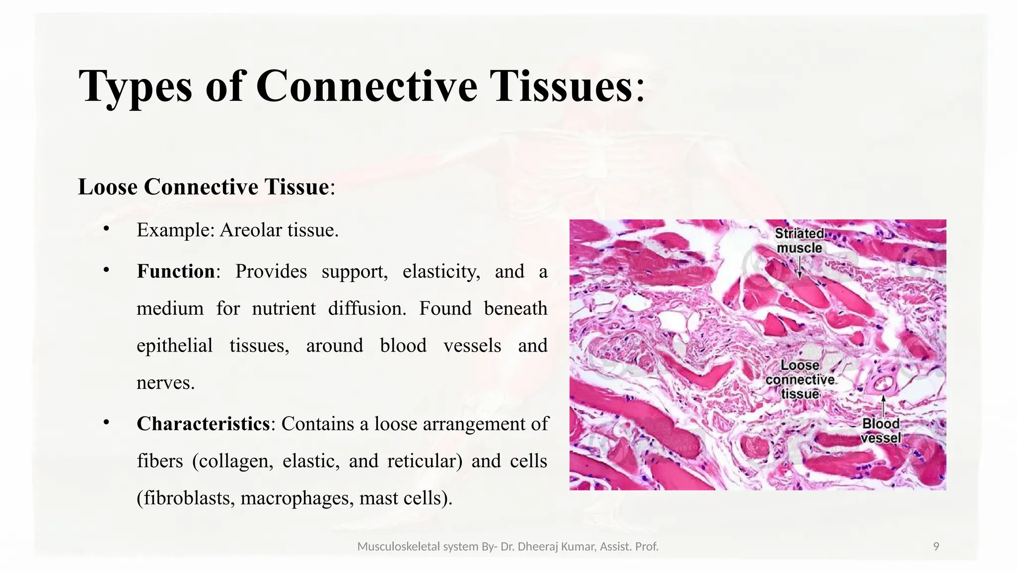 Musculoskeletal systemIt is composed of bones, muscles, connective ...