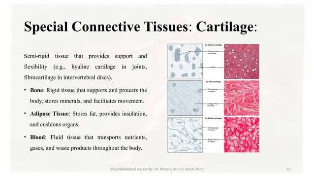 Musculoskeletal systemIt is composed of bones, muscles, connective ...