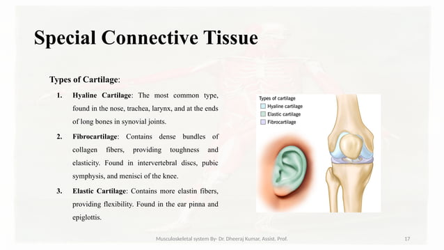 Musculoskeletal systemIt is composed of bones, muscles, connective ...
