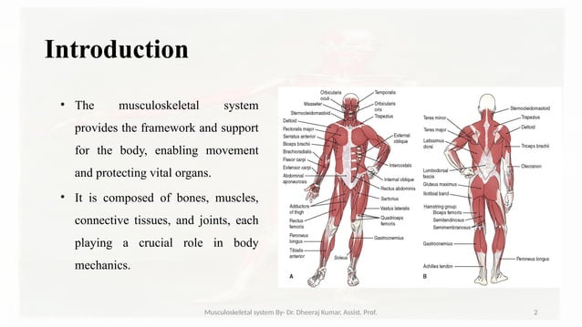 Musculoskeletal systemIt is composed of bones, muscles, connective ...