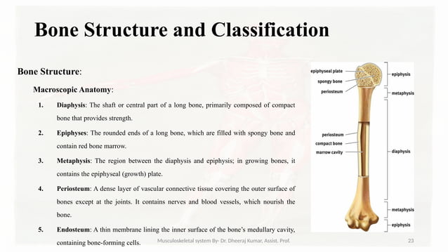 Musculoskeletal systemIt is composed of bones, muscles, connective ...