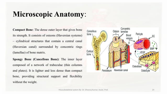 Musculoskeletal systemIt is composed of bones, muscles, connective ...
