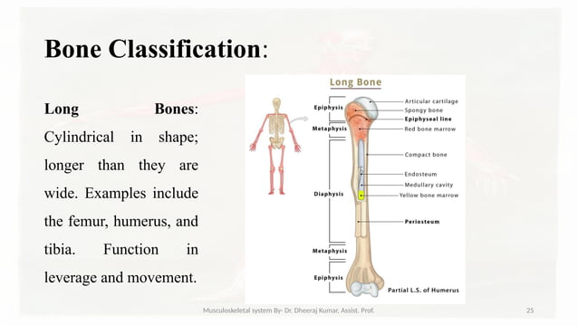 Musculoskeletal systemIt is composed of bones, muscles, connective ...