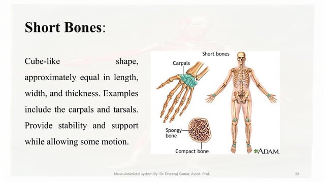 Musculoskeletal systemIt is composed of bones, muscles, connective ...