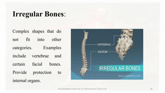 Musculoskeletal systemIt is composed of bones, muscles, connective ...