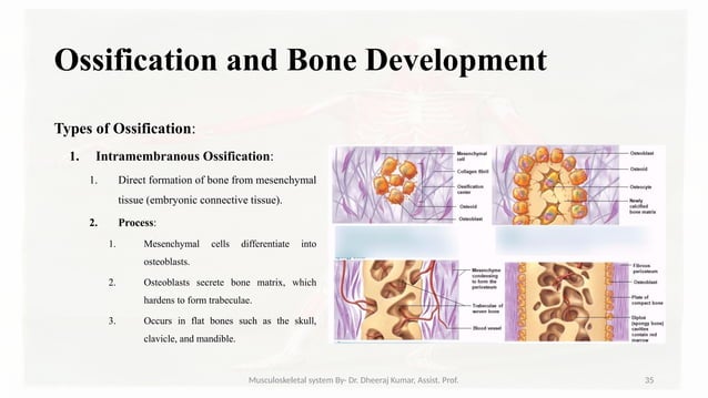 Musculoskeletal systemIt is composed of bones, muscles, connective ...