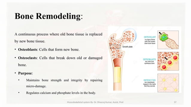 Musculoskeletal systemIt is composed of bones, muscles, connective ...