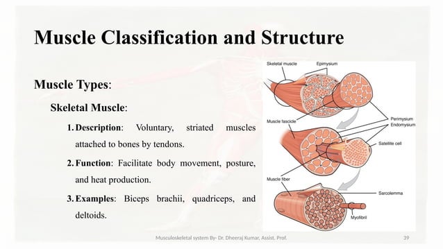 Musculoskeletal systemIt is composed of bones, muscles, connective ...