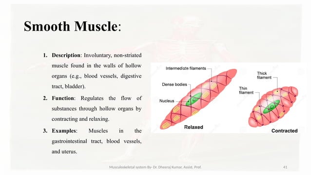 Musculoskeletal systemIt is composed of bones, muscles, connective ...