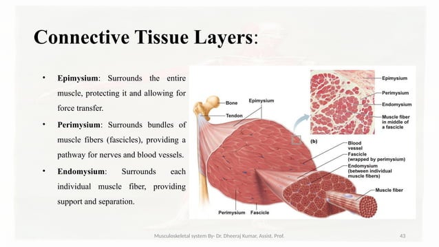Musculoskeletal systemIt is composed of bones, muscles, connective ...