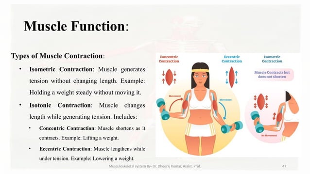 Musculoskeletal systemIt is composed of bones, muscles, connective ...