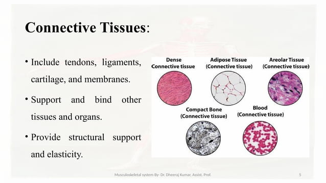Musculoskeletal systemIt is composed of bones, muscles, connective ...