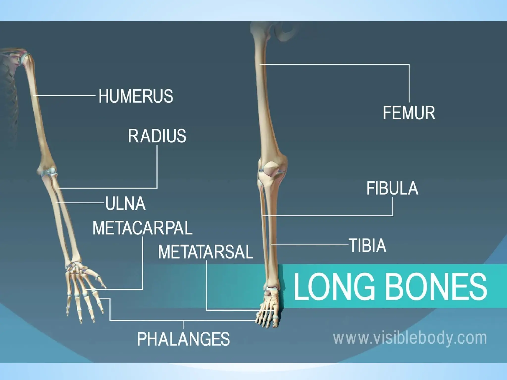 Anatomy and physiology of Musculoskeletal System | PPTX